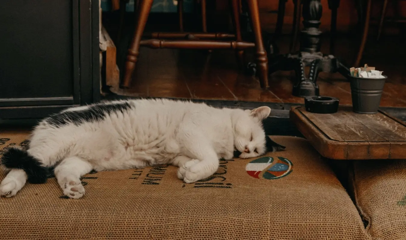 Why Cute Cat Videos From Istanbul Make Me Sad