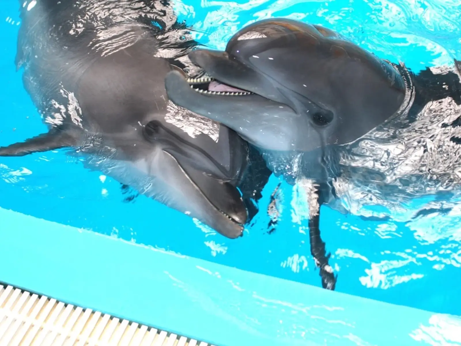 Istanbul Dolphinarium
